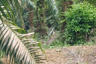 JALAN PUNCAK ALAM JAYA