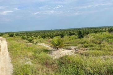 TAPAH 433 Acres Palm Oil Plantation For Sale