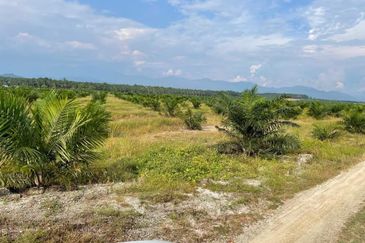 TAPAH 433 Acres Palm Oil Plantation For Sale