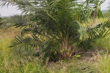 TAPAH 433 Acres Palm Oil Plantation For Sale
