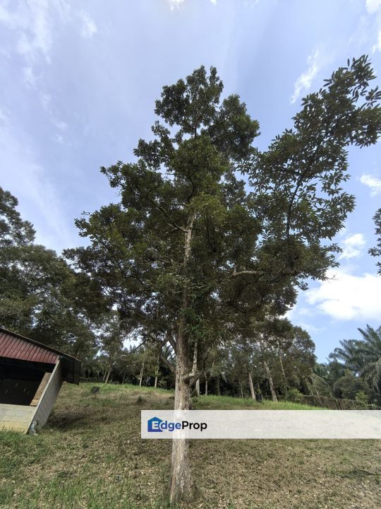 Kota Tinggi Agriculture Land For Sale, Johor, Ulu Tiram