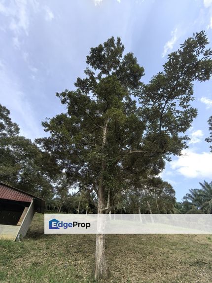 Kota Tinggi Johor Agriculture Land For Sale, Johor, Ulu Tiram