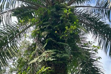 Pekan Nanas Industrial