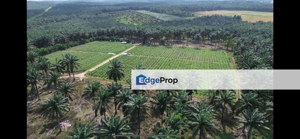 Jalan Sengkang Felda Inas Kulai Johor Agriculture Land For Sale, Johor, Kulai