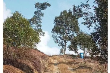 FREEHOLD 4.38 ACRE Durian Farm@ Sungai Ruan Raub Pahang