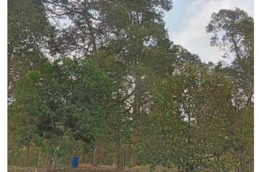 FREEHOLD 4.38 ACRE Durian Farm@ Sungai Ruan Raub Pahang