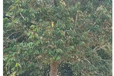 FREEHOLD 4.38 ACRE Durian Farm@ Sungai Ruan Raub Pahang