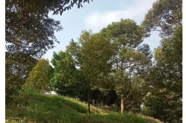 FREEHOLD 4.38 ACRE Durian Farm@ Sungai Ruan Raub Pahang