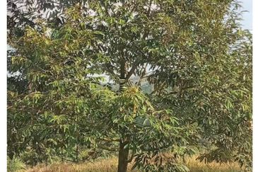 FREEHOLD 4.38 ACRE Durian Farm@ Sungai Ruan Raub Pahang