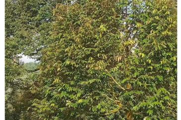 FREEHOLD 4.38 ACRE Durian Farm@ Sungai Ruan Raub Pahang