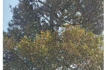 FREEHOLD 4.38 ACRE Durian Farm@ Sungai Ruan Raub Pahang