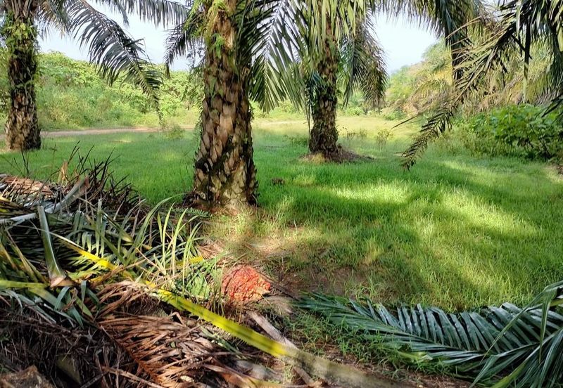 TANAH KELAPA SAWIT DI AYER TAWAR,  PERAK