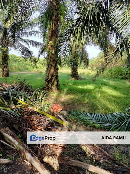 TANAH KELAPA SAWIT DI AYER TAWAR,  PERAK, Perak, Ayer Tawar