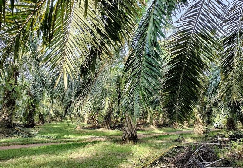 TANAH KELAPA SAWIT DI AYER TAWAR,  PERAK