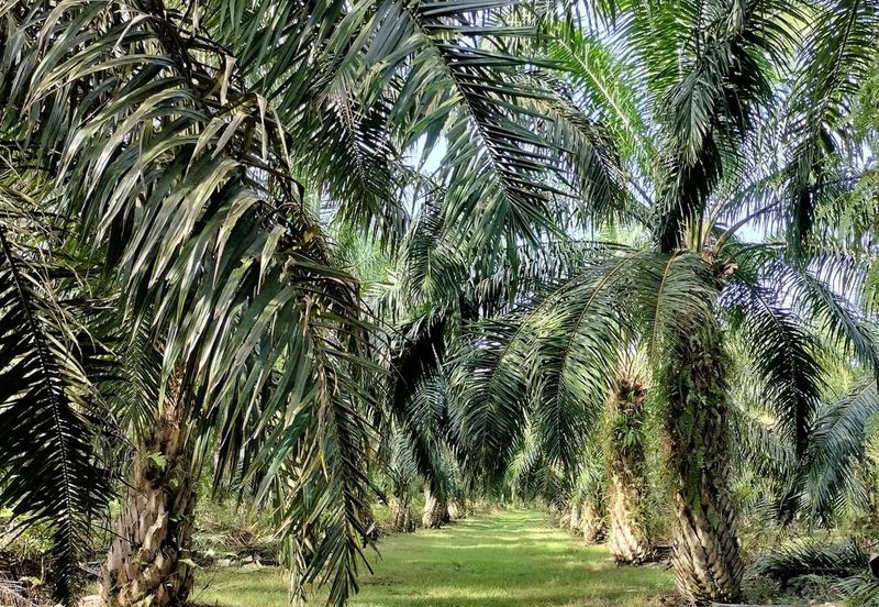 TANAH KELAPA SAWIT DI AYER TAWAR,  PERAK