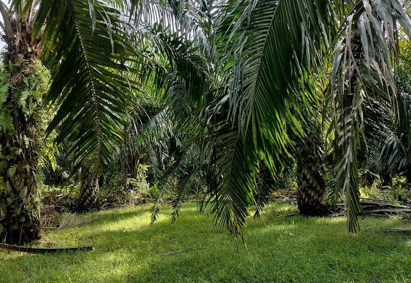 TANAH KELAPA SAWIT DI AYER TAWAR,  PERAK