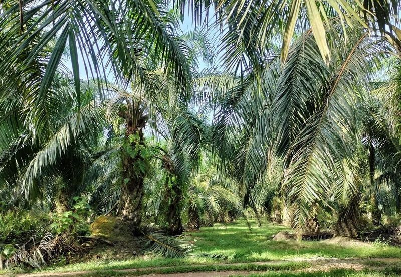 TANAH KELAPA SAWIT DI AYER TAWAR,  PERAK
