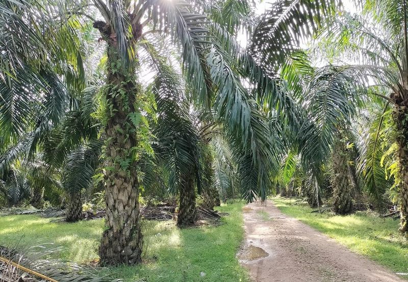 TANAH KELAPA SAWIT DI AYER TAWAR,  PERAK