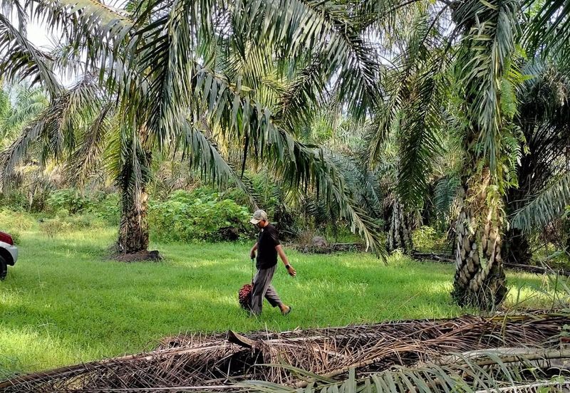 TANAH KELAPA SAWIT DI AYER TAWAR,  PERAK