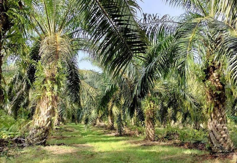 TANAH KELAPA SAWIT DI AYER TAWAR,  PERAK