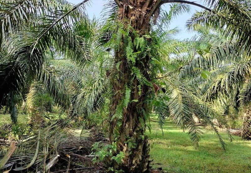 TANAH KELAPA SAWIT DI AYER TAWAR,  PERAK