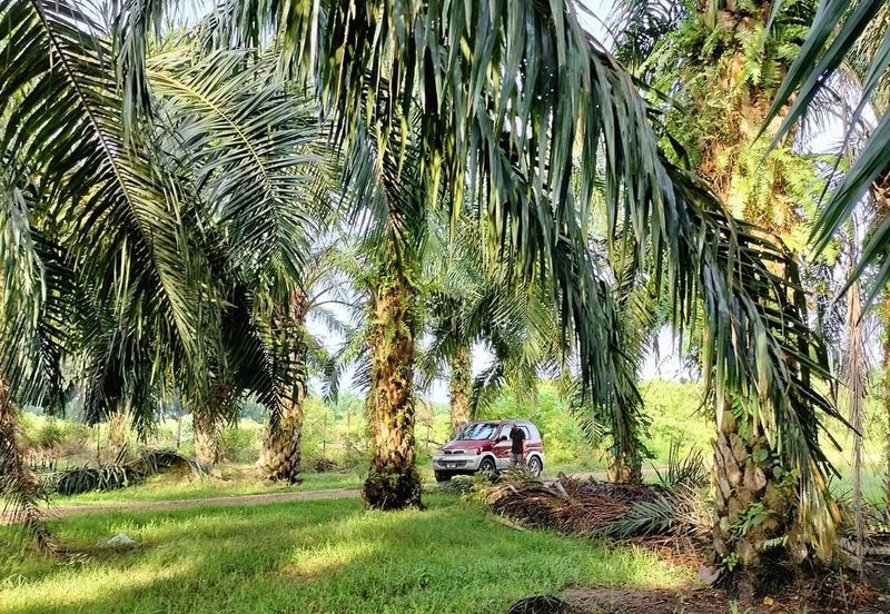 TANAH KELAPA SAWIT DI AYER TAWAR,  PERAK