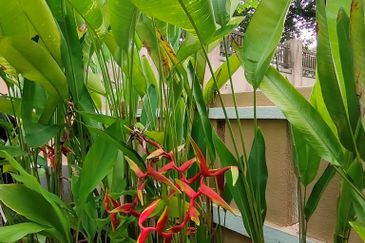 Fully Furnished 2-Storey Bungalow Bukit Jelutong Shah Alam