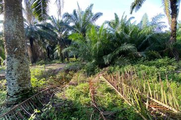SEDILI BESAR-TENGGAROH : Tanah Tepi Jalan Utama Untuk Dijual