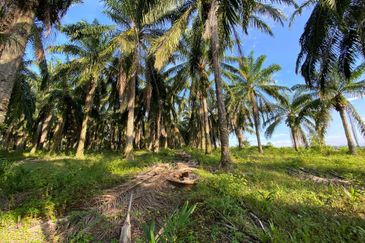SEDILI BESAR-TENGGAROH : Tanah Tepi Jalan Utama Untuk Dijual