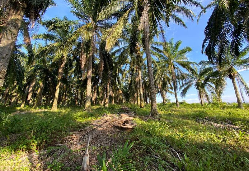 SEDILI BESAR-TENGGAROH : Tanah Tepi Jalan Utama Untuk Dijual