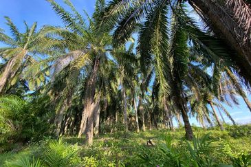 SEDILI BESAR-TENGGAROH : Tanah Tepi Jalan Utama Untuk Dijual