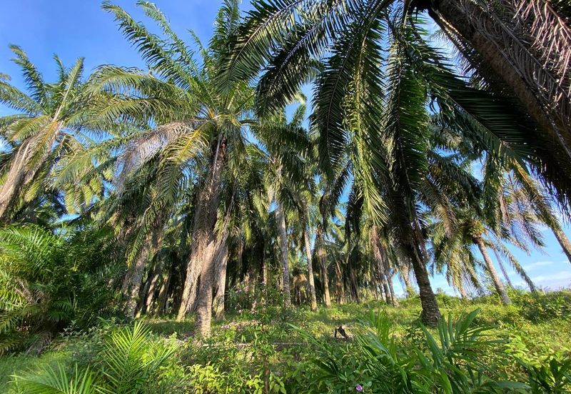 SEDILI BESAR-TENGGAROH : Tanah Tepi Jalan Utama Untuk Dijual