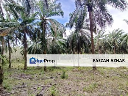 TANAH SAWIT @ KG SAWAH DATO', MERSING UNTUK DIJUAL, Johor, Mersing
