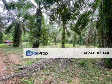 TANAH PERTANIAN @ KG PARIT BILAL, BUKIT RAMBAH, PONTIAN FOR SALE, Johor, Pontian