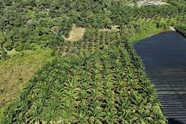 TANAH SAWIT 4 EKAR @ KG DESA MAKMUR, KOTA TINGGI UTK DIJUAL