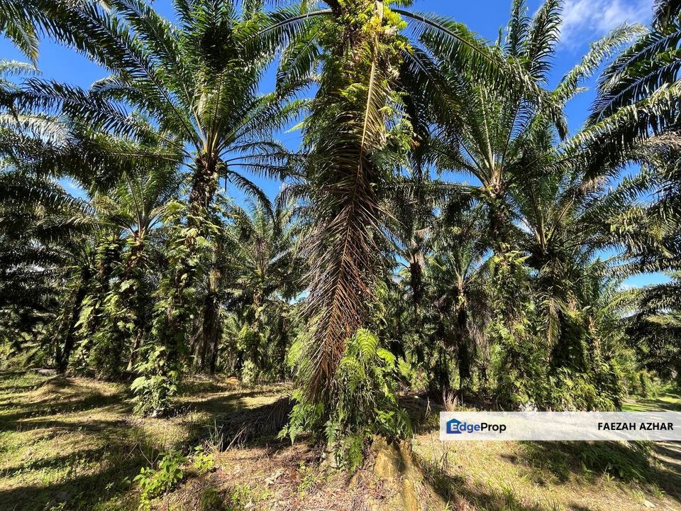 TANAH SAWIT 4 EKAR @ KG DESA MAKMUR, KOTA TINGGI UTK DIJUAL, Johor, Kota Tinggi