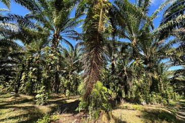 TANAH SAWIT 4 EKAR @ KG DESA MAKMUR, KOTA TINGGI UTK DIJUAL