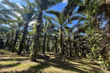 TANAH SAWIT 4 EKAR @ KG DESA MAKMUR, KOTA TINGGI UTK DIJUAL