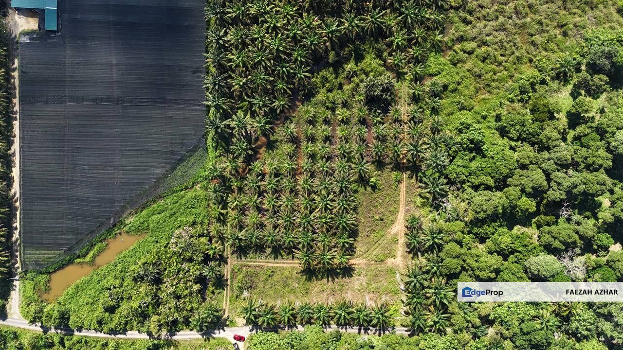 TANAH SAWIT 4 EKAR @ KG DESA MAKMUR, KOTA TINGGI UTK DIJUAL, Johor, Kota Tinggi