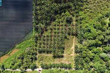 TANAH SAWIT 4 EKAR @ KG DESA MAKMUR, KOTA TINGGI UTK DIJUAL