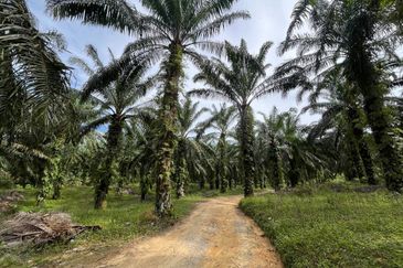 TANAH 6 EKAR @ KG LUKUT, KOTA TINGGI FOR SALE