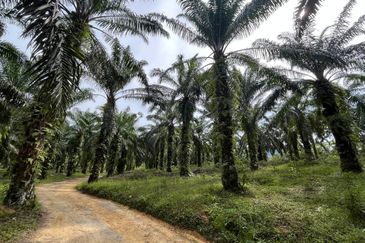 TANAH 6 EKAR @ KG LUKUT, KOTA TINGGI FOR SALE