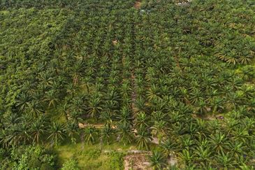 TANAH 6 EKAR @ KG LUKUT, KOTA TINGGI FOR SALE