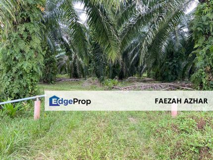 TANAH PERTANIAN 5 EKAR FULL SAWIT DEKAT MRSM MERSING UNTUK DIJUAL, Johor, Mersing