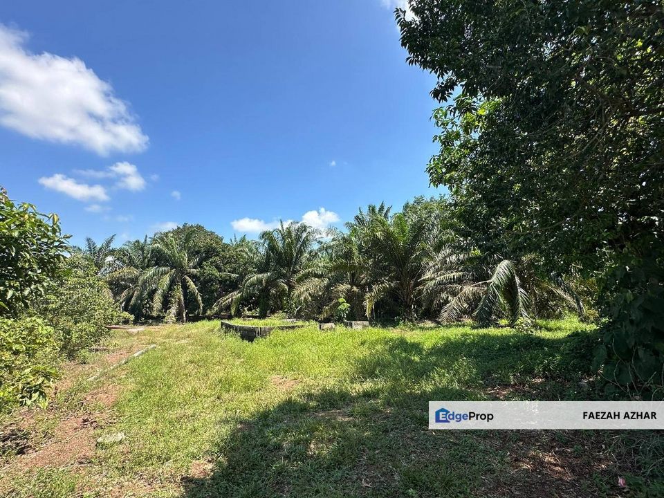 TANAH PERTANIAN SESUAI BUAT RUMAH @ KG NANING, MUAR UNTUK DIJUAL, Johor, Muar