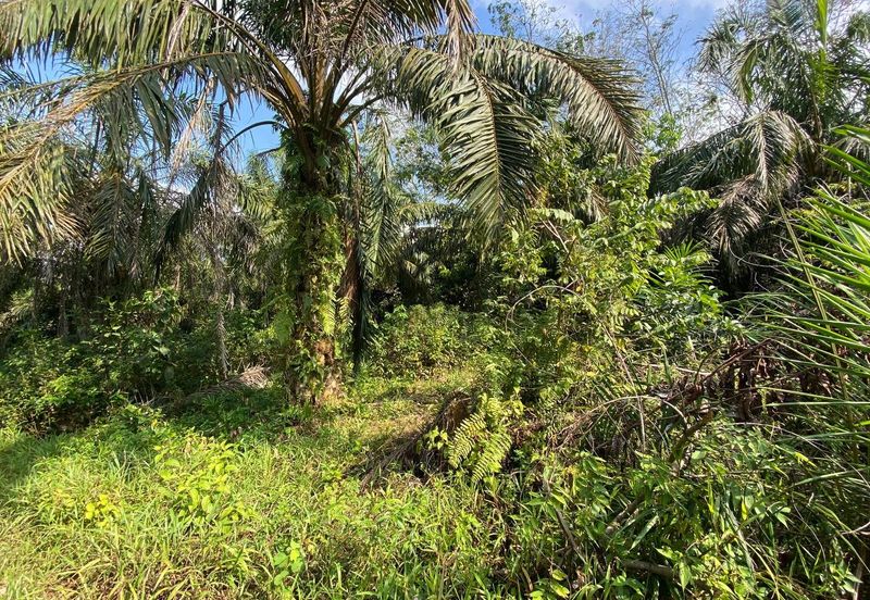 Tanah Sesuai Buat Rumah @ Kg Sri Makmor, Pagoh Utk Dijual