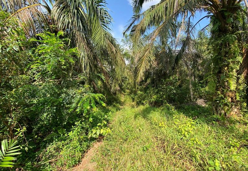Tanah Sesuai Buat Rumah @ Kg Sri Makmor, Pagoh Utk Dijual