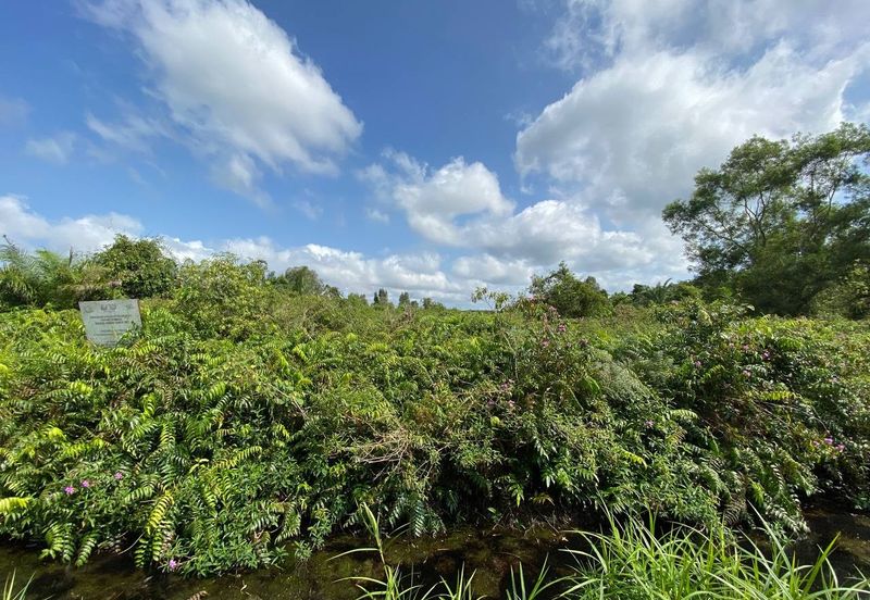 TANAH KOSONG 3 EKAR @ PAGOH FOR SALE