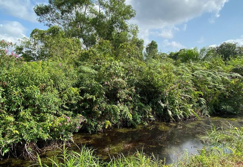 TANAH KOSONG 3 EKAR @ PAGOH FOR SALE