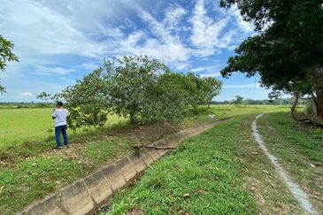 TANAH SAWAH @ SEMALOI, MERSiNG FOR SALE